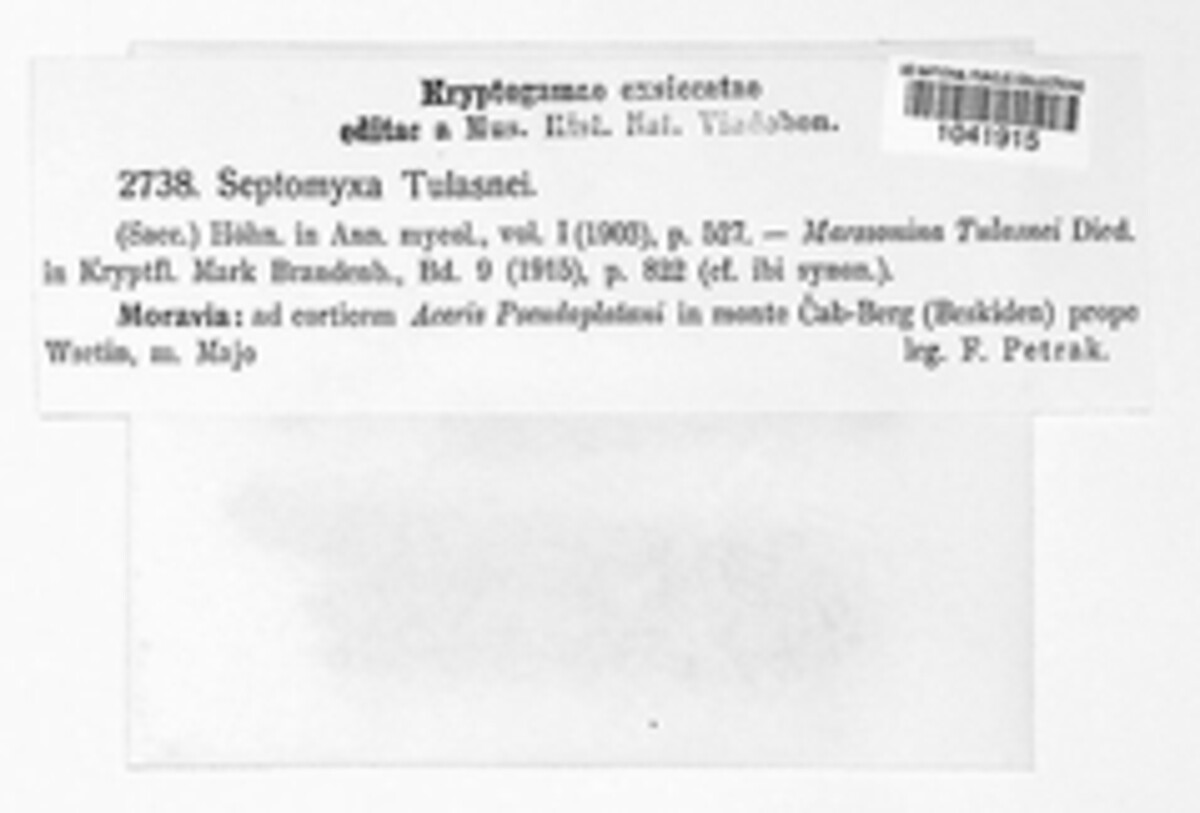 Septomyxa tulasnei image